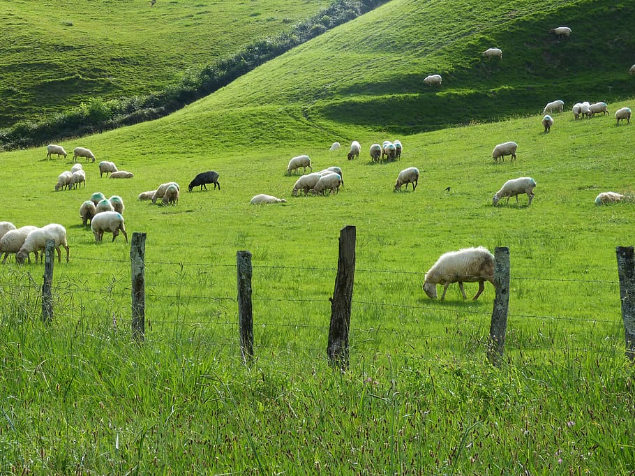 prado-prairie-flock-sheep-pacer-pasture